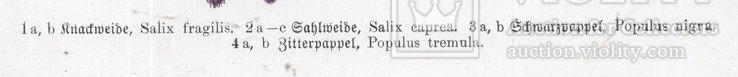 Старинная хромолитография. Ботаника. Bilder-Atlas des Pflanzenreichs. 1909 год. (24х16см.), фото №4