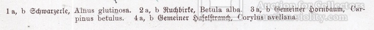 Старинная хромолитография. Ботаника. Bilder-Atlas des Pflanzenreichs. 1909 год. (24х16см.), фото №4