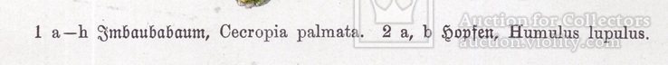 Старинная хромолитография. Ботаника. Bilder-Atlas des Pflanzenreichs. 1909 год. (24х16см.), фото №4