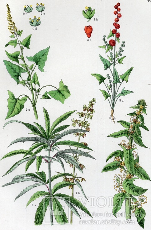 Старинная хромолитография. Ботаника. Bilder-Atlas des Pflanzenreichs. 1909 год. (24х16см.)