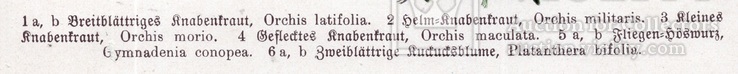 Старинная хромолитография. Ботаника. Bilder-Atlas des Pflanzenreichs. 1909 год. (24х16см.), фото №4