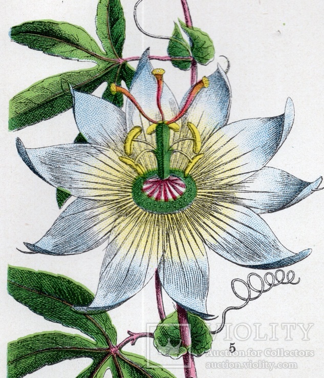 Старинная хромолитография. Ботаника. Bilder-Atlas des Pflanzenreichs. 1909 год. (24х16см.), фото №3