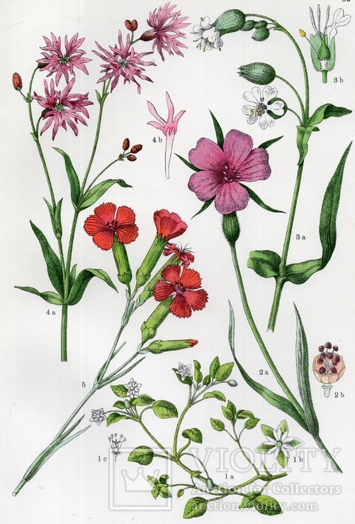 Старинная хромолитография. Ботаника. Bilder-Atlas des Pflanzenreichs. 1909 год. (24х16см.), фото №2