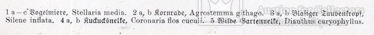 Старинная хромолитография. Ботаника. Bilder-Atlas des Pflanzenreichs. 1909 год. (24х16см.), фото №4