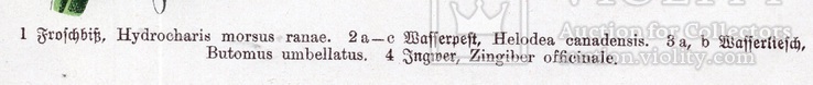 Старинная хромолитография. Ботаника. Bilder-Atlas des Pflanzenreichs. 1909 год. (24х16см.), фото №4