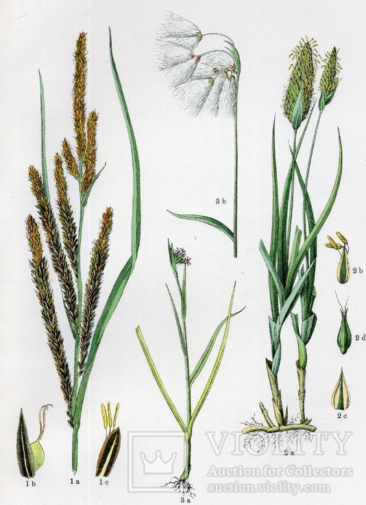 Старинная хромолитография. Ботаника. Bilder-Atlas des Pflanzenreichs. 1909 год. (24х16см.), фото №2