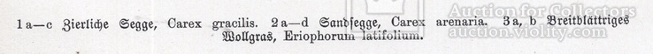 Старинная хромолитография. Ботаника. Bilder-Atlas des Pflanzenreichs. 1909 год. (24х16см.), фото №4