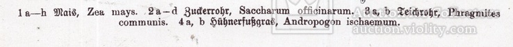 Старинная хромолитография. Ботаника. Bilder-Atlas des Pflanzenreichs. 1909 год. (24х16см.), фото №4