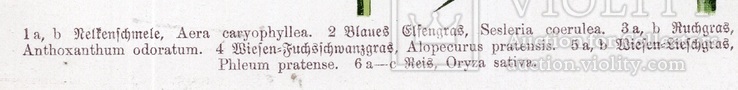 Старинная хромолитография. Ботаника. Bilder-Atlas des Pflanzenreichs. 1909 год. (24х16см.), фото №4