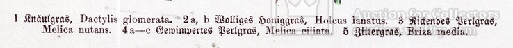 Старинная хромолитография. Ботаника. Bilder-Atlas des Pflanzenreichs. 1909 год. (24х16см.), фото №4