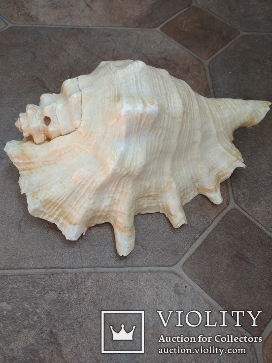 Раковина Лямбис 20 см, морская ракушка, фото №3