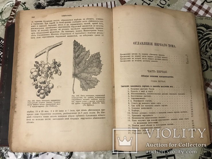 Книга Гоше о плодах 1899г С 800 политипажами, фото №6