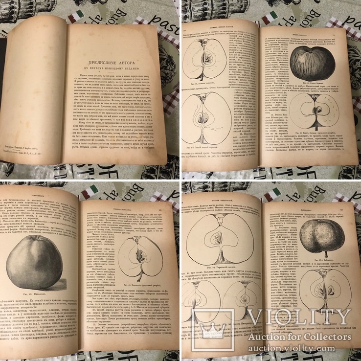 Книга Гоше о плодах 1899г С 800 политипажами, фото №10