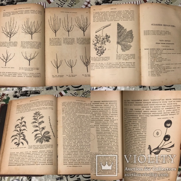 Книга Гоше о плодах 1899г С 800 политипажами, фото №13