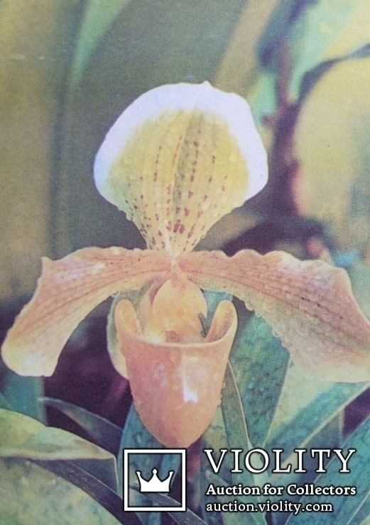 ,,Орхидея" (фото В.Тихомирова, 1977 год). Чистая., фото №3