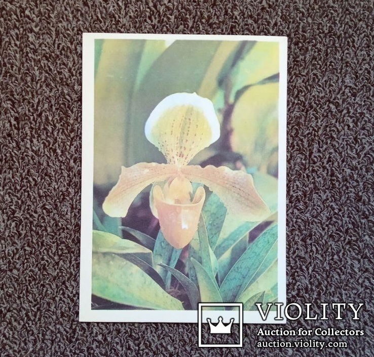 ,,Орхидея" (фото В.Тихомирова, 1977 год). Чистая., фото №10