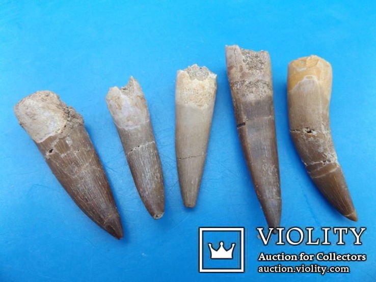   Зубы плезиозавра mauritanicus 60 × 14 × 12 мм, фото №3