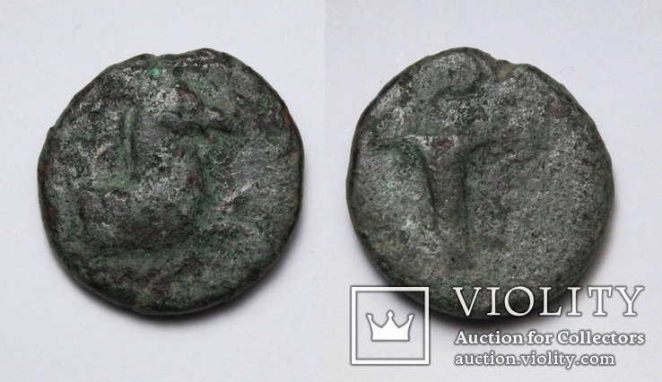 Еоліда, м.Кіми, IV-III ст.до н.е. – кінь / скіфос, фото №2