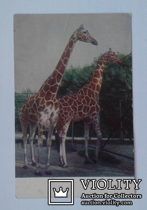 Жирафы.(Изд. ,,Советский художн."Ленинград, 1968 г.), фото №2