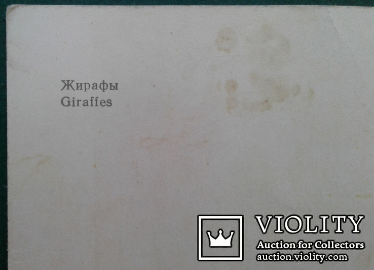 Жирафы.(Изд. ,,Советский художн."Ленинград, 1968 г.), фото №11