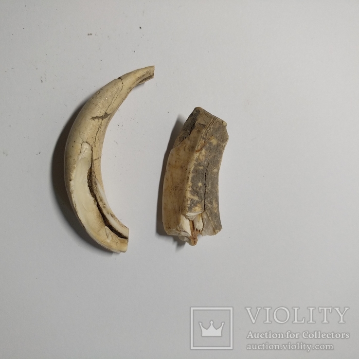 Зуб стародавньої тварини ном 1, фото №5