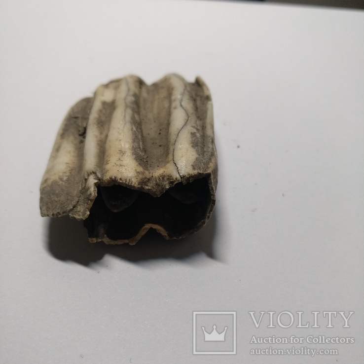 Зуб стародавньої тварини ном.2, фото №3