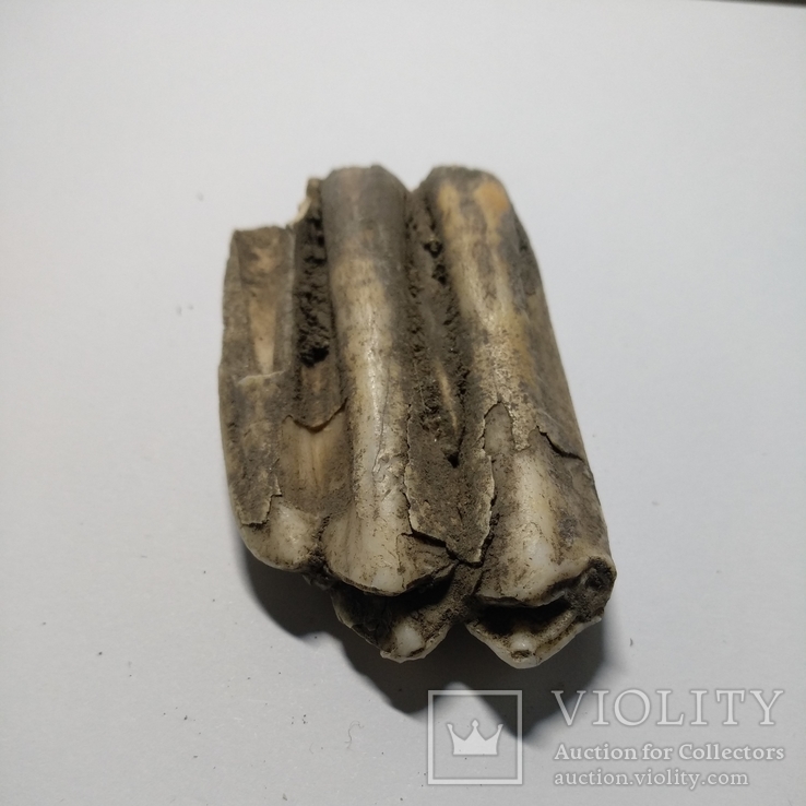 Зуб стародавньої тварини ном.2, фото №4