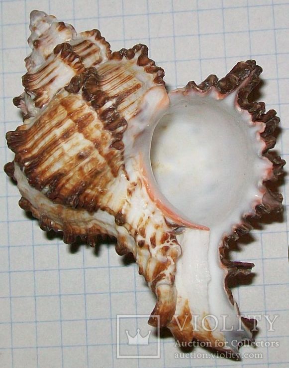 Океанская ракушка для сувенира, брелка или для аквариума., фото №4