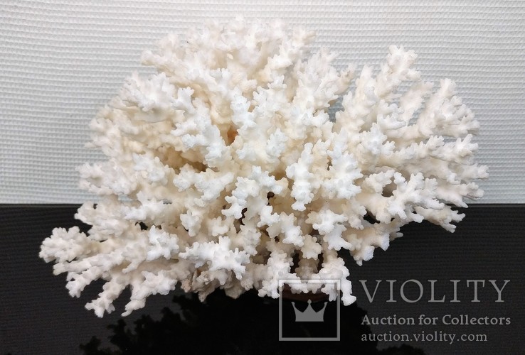 Белый Коралл на подставке 1,8 кг.