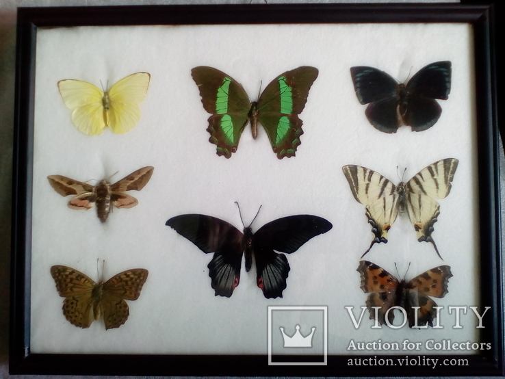 Бабочки в рамке, фото №2