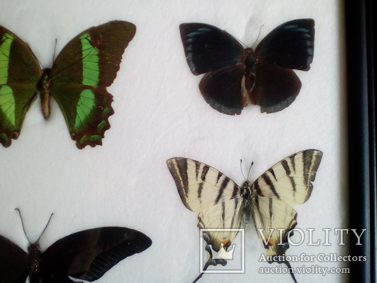 Бабочки в рамке, фото №7