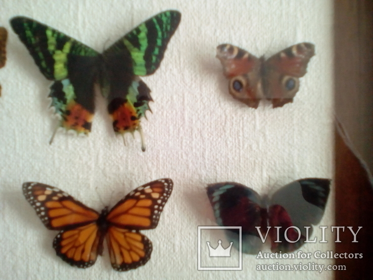 Коллекция бабочек в рамке 29,8смХ29,8смХ3,4см, фото №6