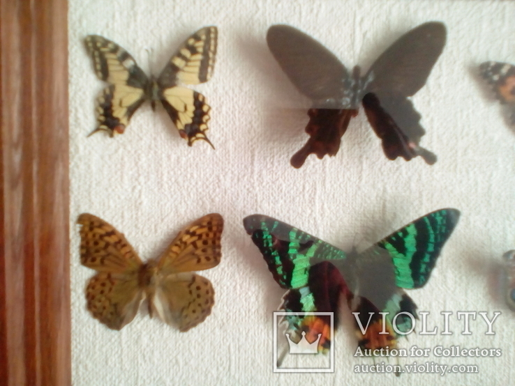 Коллекция бабочек в рамке 29,8смХ29,8смХ3,4см, фото №8