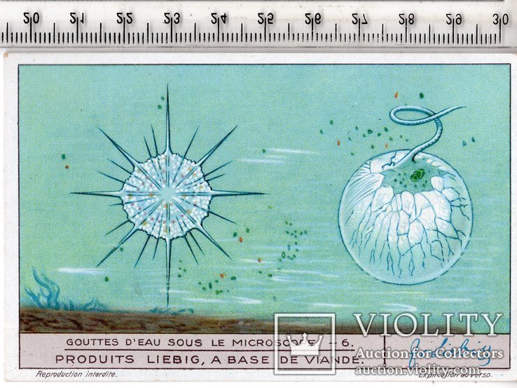 Liebig, карточка №6 серия №1244. Франция. 1931 год. (3), фото №2