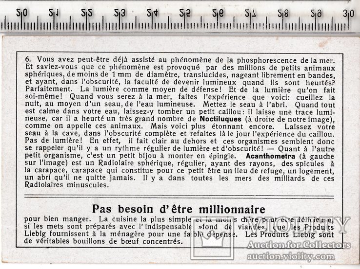 Liebig, карточка №6 серия №1244. Франция. 1931 год. (3), фото №3