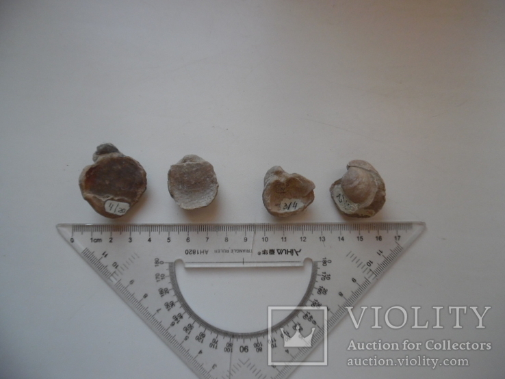 Скам'янілість моллюсків 4 шт, фото №2
