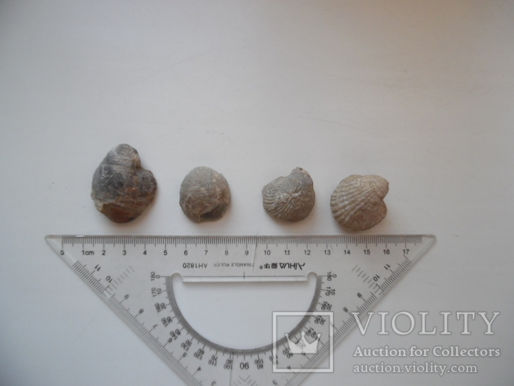 Скам'янілість моллюсків 4 шт, фото №3