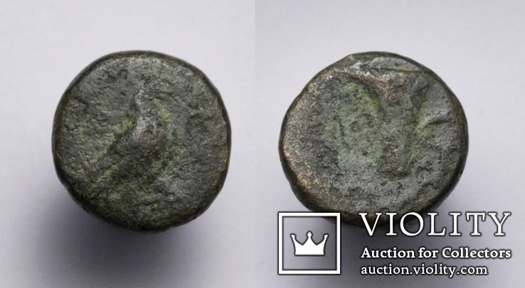 Еоліда, м.Кіми (Кіма), 350-250 до н.е. – орел / скіфос, фото №2