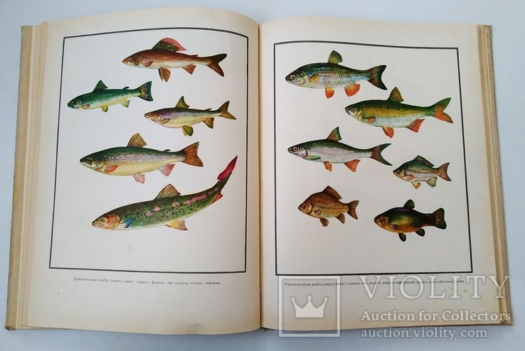 Настольная книга рыболова-спортсменаНастольная книга рыболова-спортсмена, фото №8