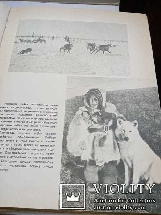 Служебное и охотничье собаководство,1964г, фото №2