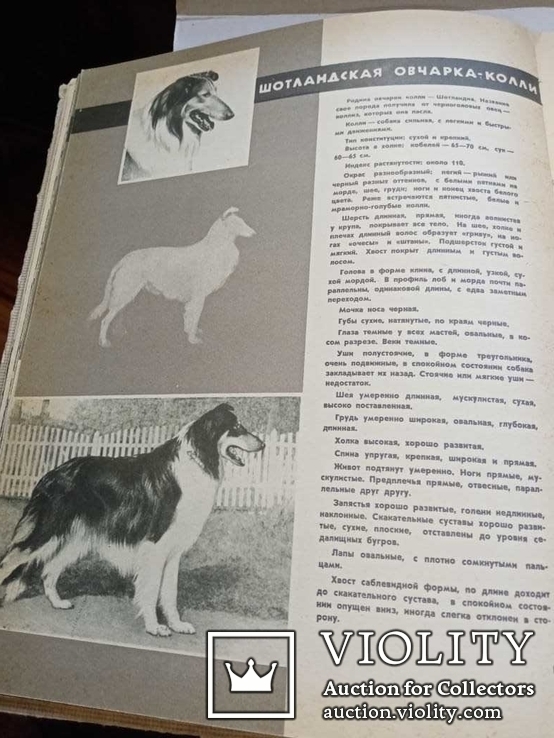 Служебное и охотничье собаководство,1964г, фото №9