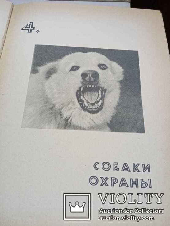 Служебное и охотничье собаководство,1964г, фото №5