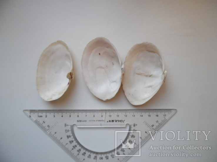 Скам'янілість молюска двостулкового 3 шт № 2, фото №3