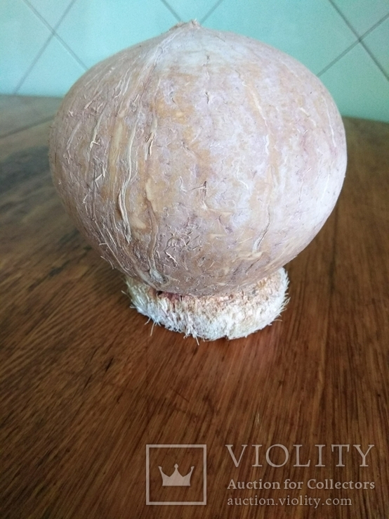 Копилка с кокоса., photo number 4