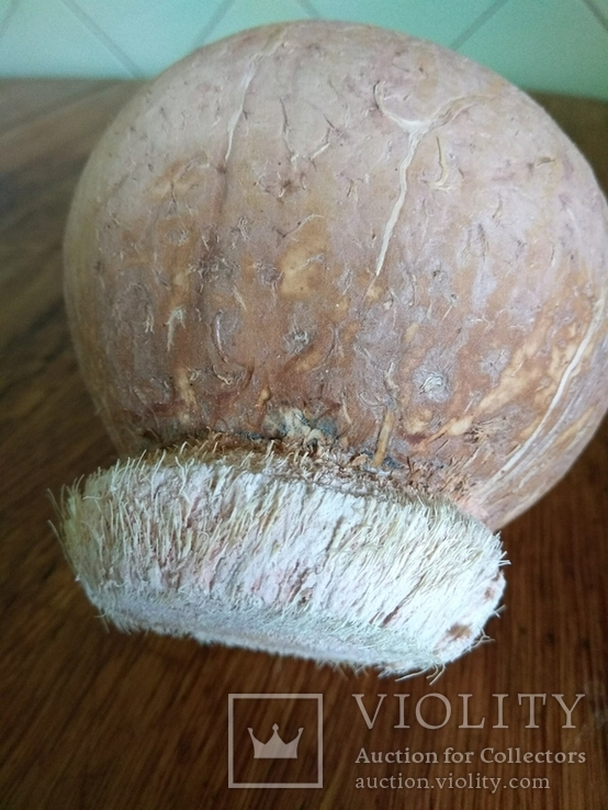 Копилка с кокоса., numer zdjęcia 8