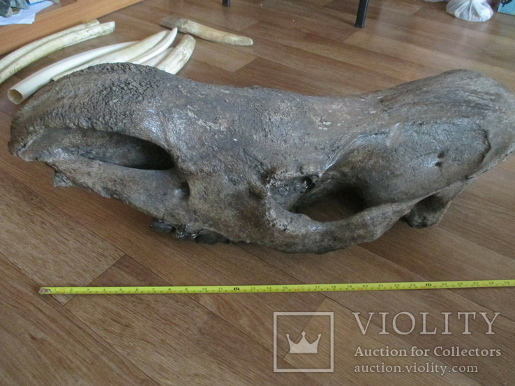 Череп носорога шерстистого из фрагментом челюсти, фото №2
