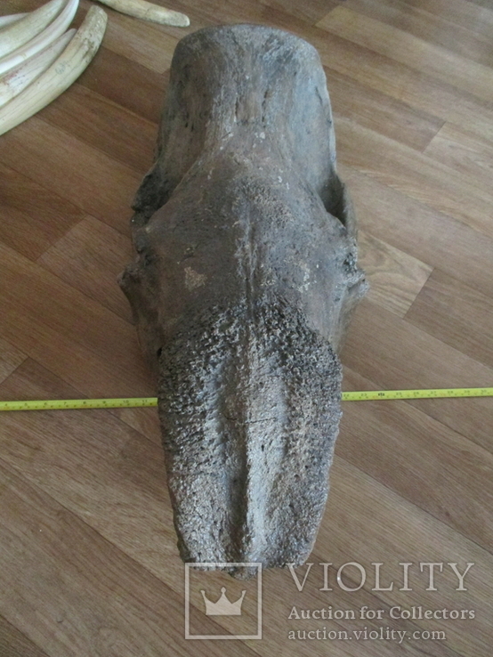 Череп носорога шерстистого из фрагментом челюсти, фото №3