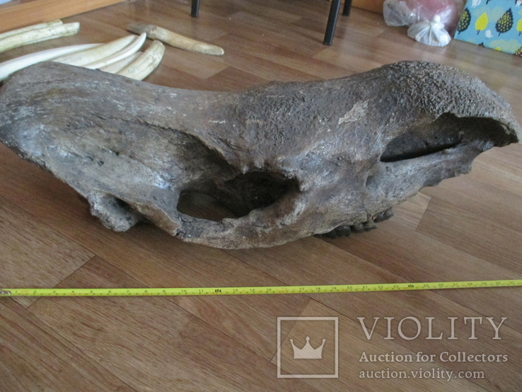 Череп носорога шерстистого из фрагментом челюсти, фото №4