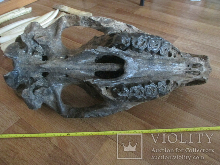 Череп носорога шерстистого из фрагментом челюсти, фото №5