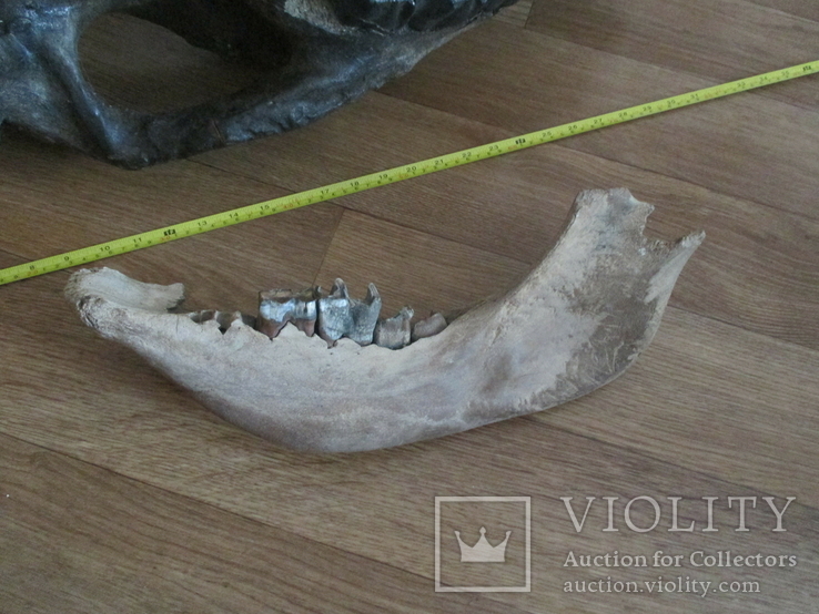 Череп носорога шерстистого из фрагментом челюсти, фото №7
